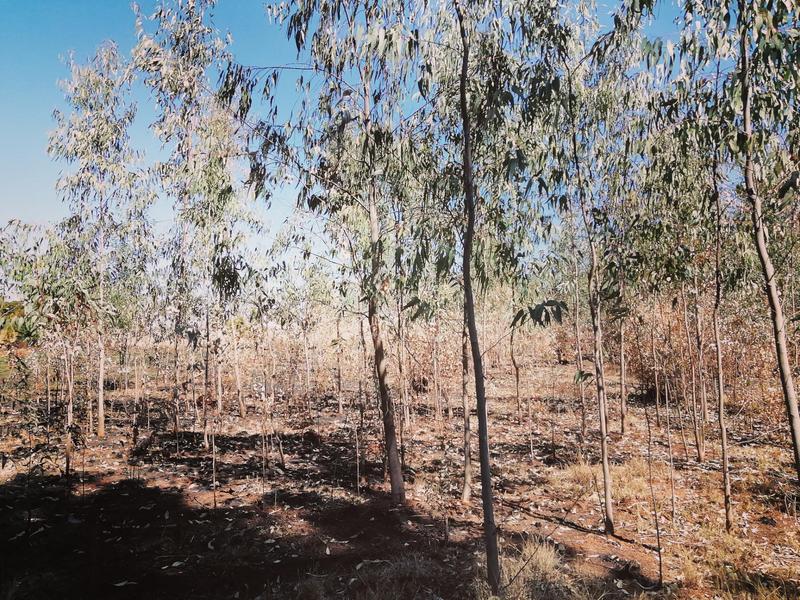 0 Bedroom Property for Sale in Walkerville Gauteng