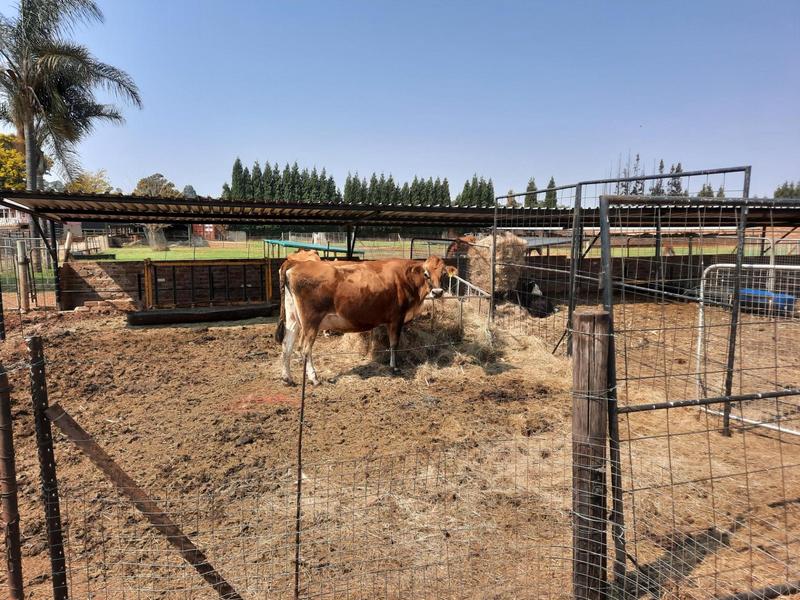 To Let 4 Bedroom Property for Rent in Rietvlei View Gauteng