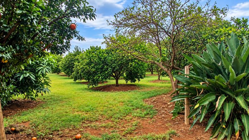 4 Bedroom Property for Sale in Vasfontein Gauteng