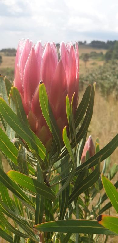 4 Bedroom Property for Sale in Sterkfontein Gauteng