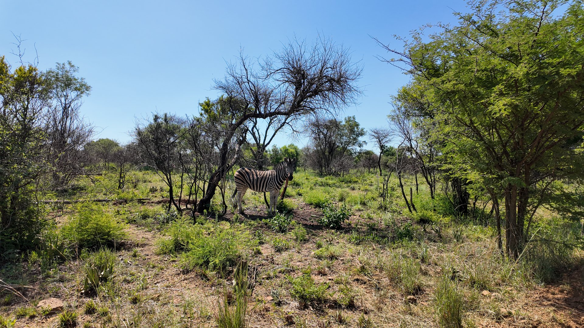 3 Bedroom Property for Sale in Dinokeng Game Reserve Gauteng