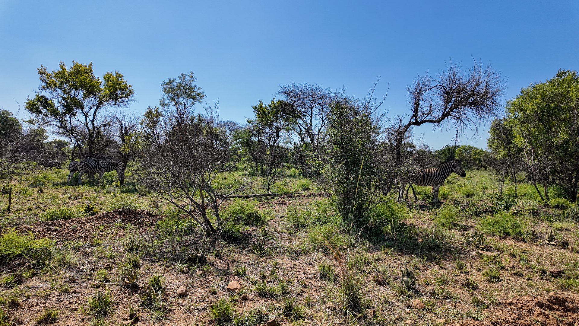 3 Bedroom Property for Sale in Dinokeng Game Reserve Gauteng