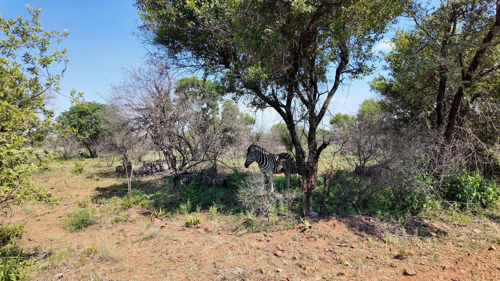 3 Bedroom Property for Sale in Dinokeng Game Reserve Gauteng