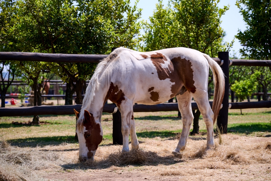 0 Bedroom Property for Sale in Waterfall Equestrian Estate Gauteng