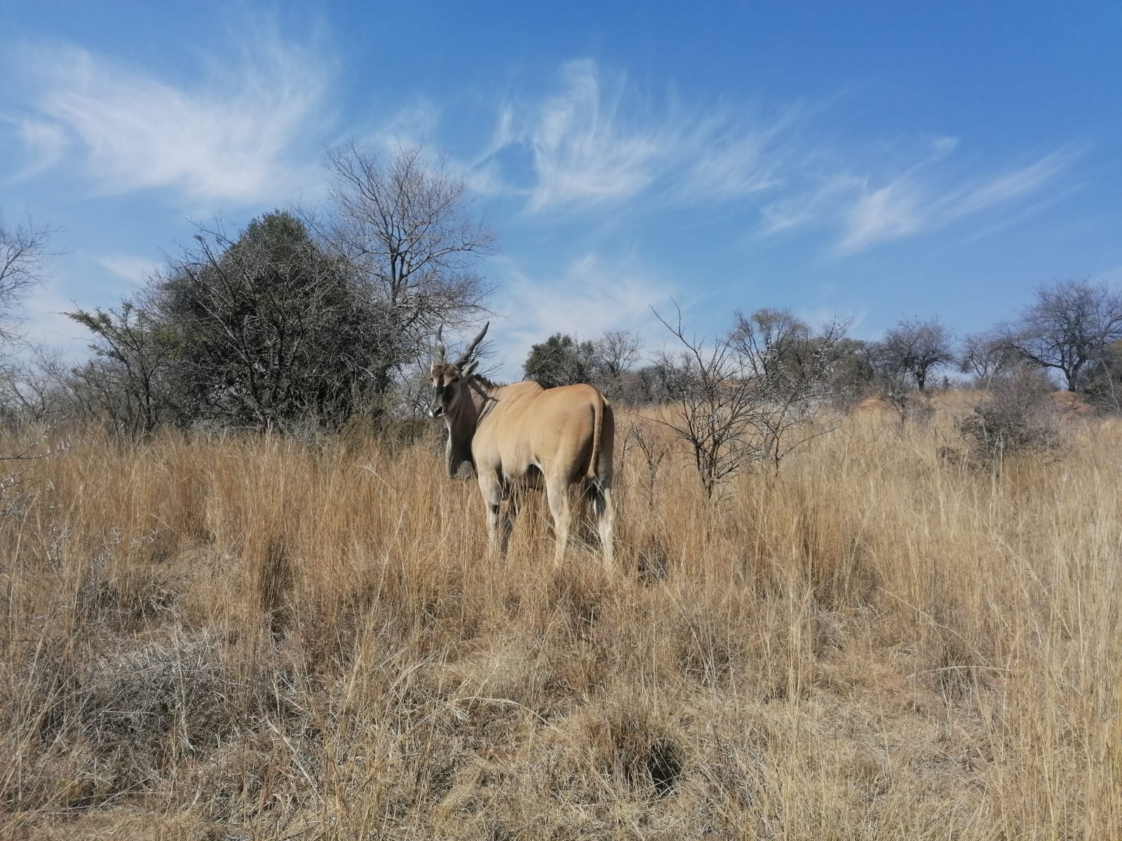 0 Bedroom Property for Sale in Letamo Game Farm Gauteng