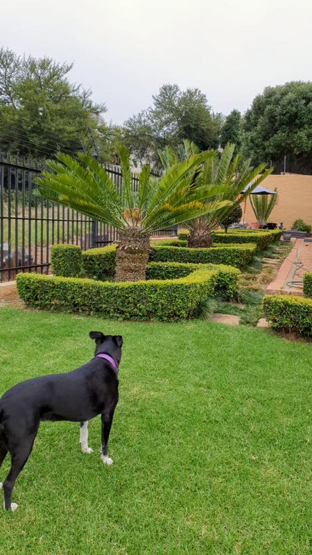 To Let 3 Bedroom Property for Rent in Waterkloof Ridge Gauteng