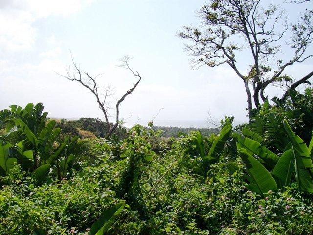 Commercial Property for Sale in Trafalgar KwaZulu-Natal