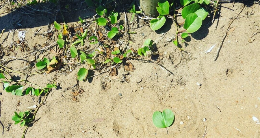 4 Bedroom Property for Sale in Zinkwazi Beach KwaZulu-Natal