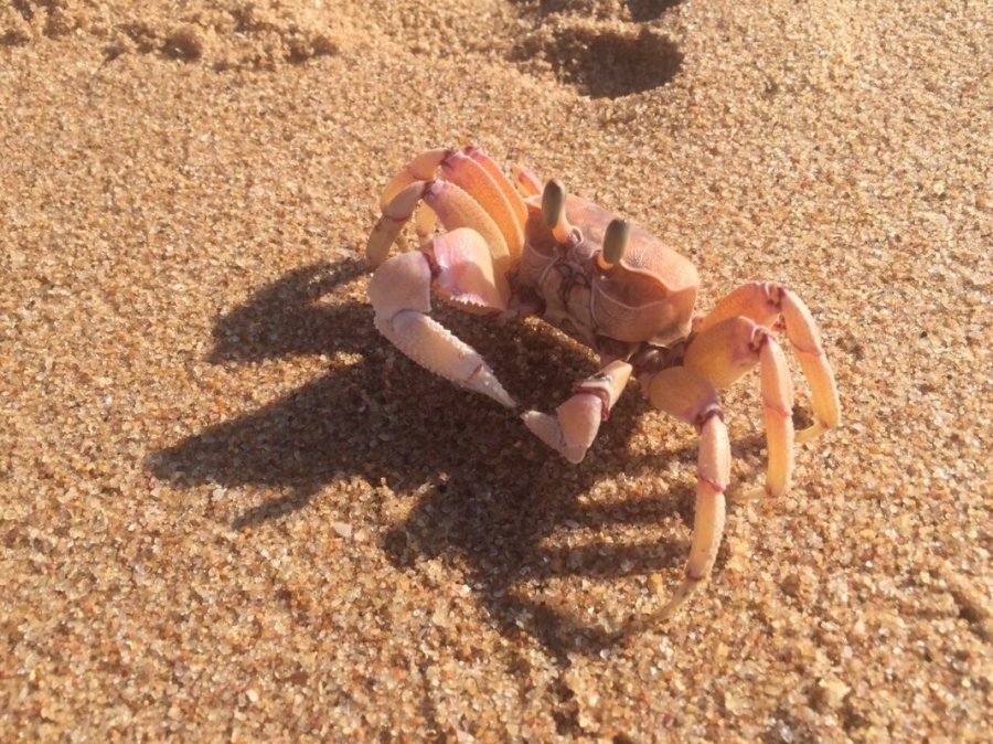 4 Bedroom Property for Sale in Zinkwazi Beach KwaZulu-Natal