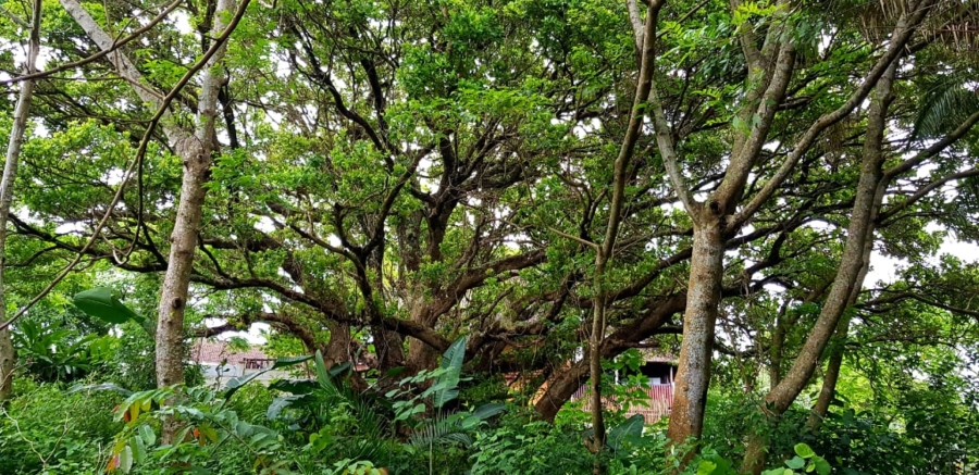 Commercial Property for Sale in Hibberdene KwaZulu-Natal