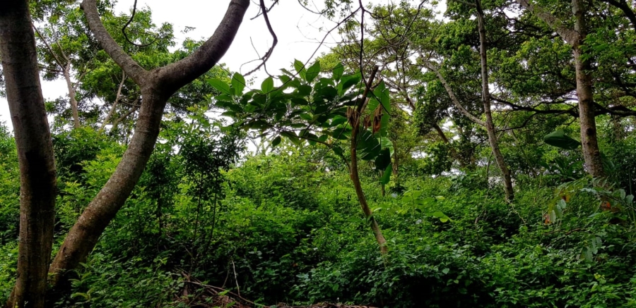 Commercial Property for Sale in Hibberdene KwaZulu-Natal