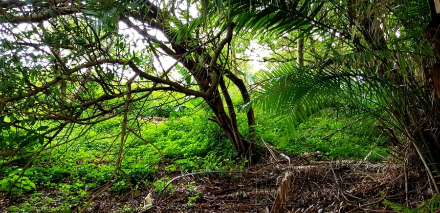 Commercial Property for Sale in Hibberdene KwaZulu-Natal