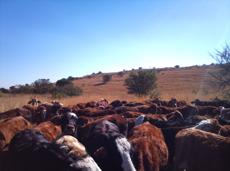 1 Bedroom Property for Sale in Newcastle Rural KwaZulu-Natal