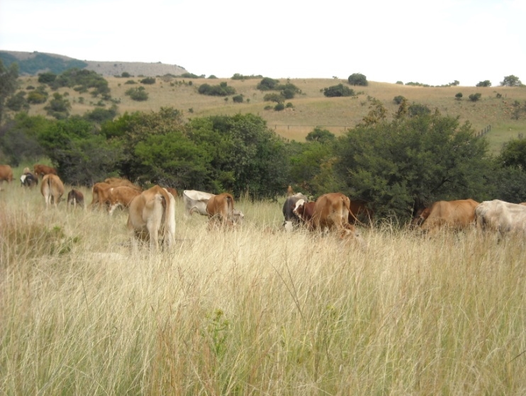1 Bedroom Property for Sale in Newcastle Rural KwaZulu-Natal