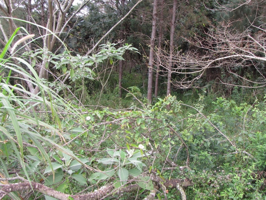 Commercial Property for Sale in Hibberdene KwaZulu-Natal