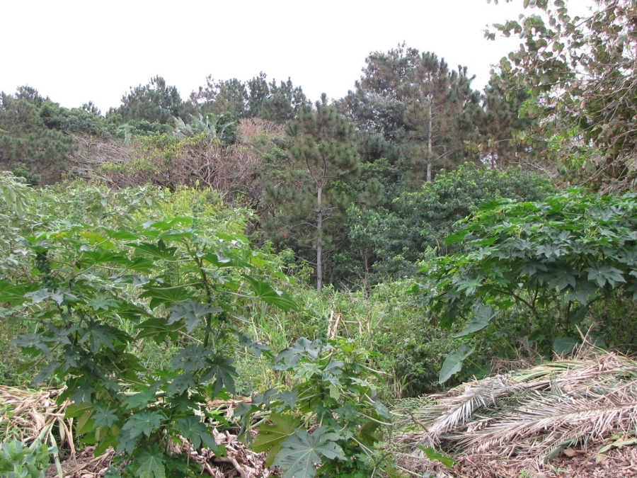 Commercial Property for Sale in Hibberdene KwaZulu-Natal