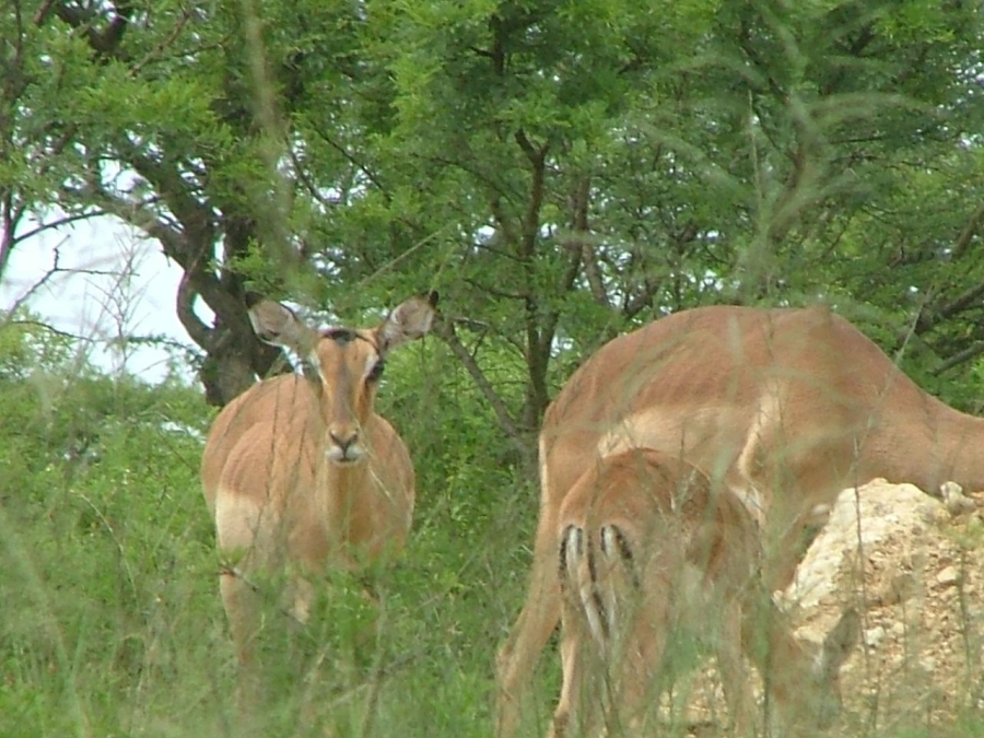 8 Bedroom Property for Sale in Estcourt Rural KwaZulu-Natal