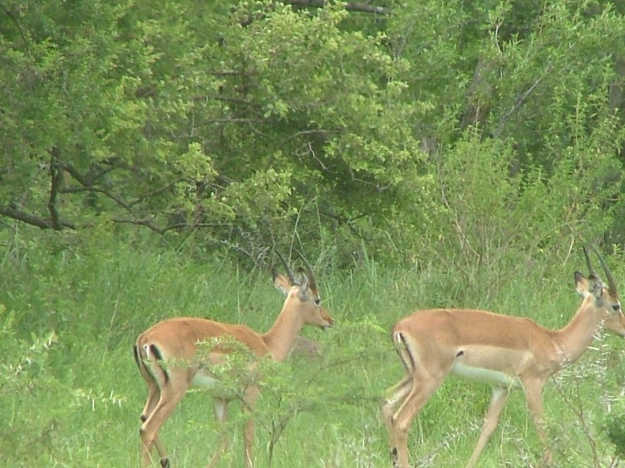 8 Bedroom Property for Sale in Estcourt Rural KwaZulu-Natal