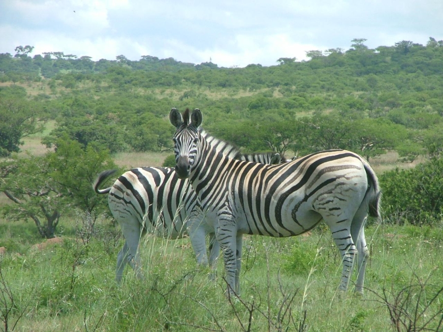 8 Bedroom Property for Sale in Estcourt Rural KwaZulu-Natal