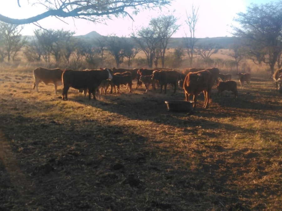 8 Bedroom Property for Sale in Dundee KwaZulu-Natal