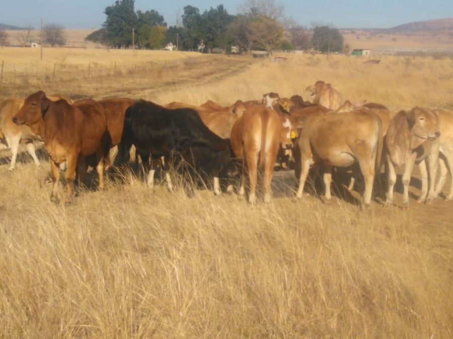 8 Bedroom Property for Sale in Dundee KwaZulu-Natal