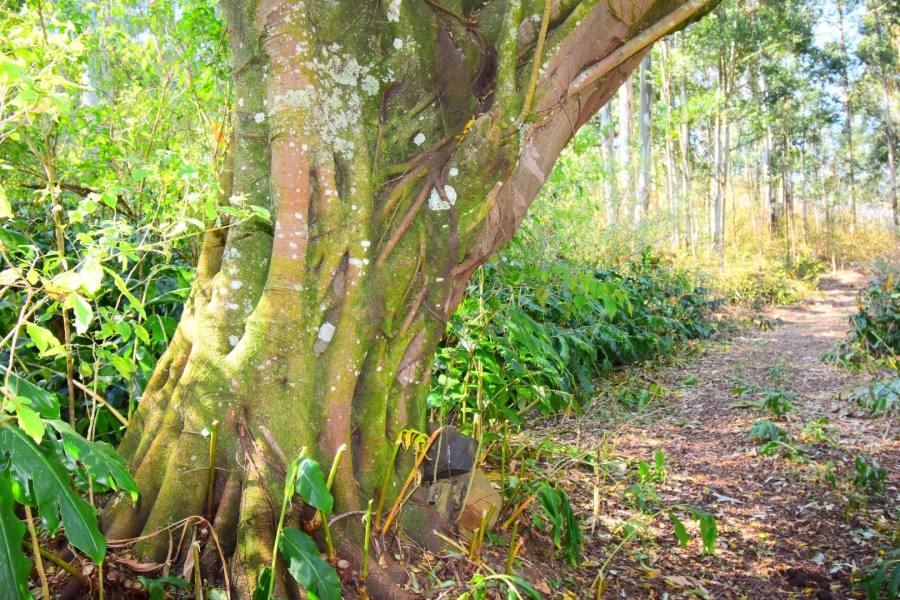 0 Bedroom Property for Sale in Town Bush Valley KwaZulu-Natal