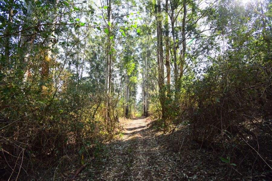 0 Bedroom Property for Sale in Town Bush Valley KwaZulu-Natal