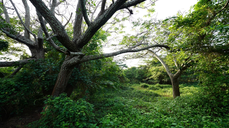 0 Bedroom Property for Sale in Sheffield Beach KwaZulu-Natal