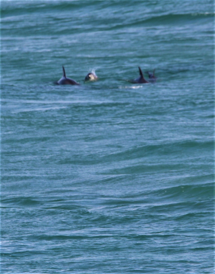 5 Bedroom Property for Sale in Zinkwazi Beach KwaZulu-Natal