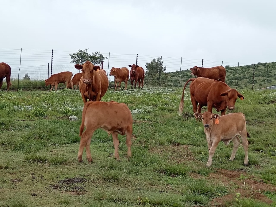 Commercial Property for Sale in Newcastle Rural KwaZulu-Natal