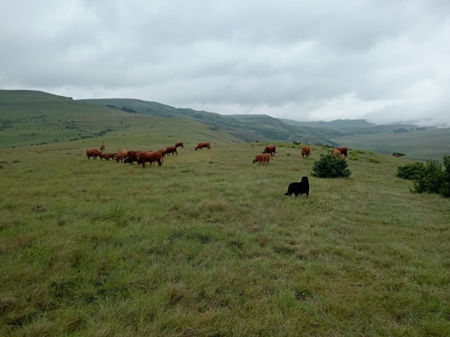Commercial Property for Sale in Newcastle Rural KwaZulu-Natal