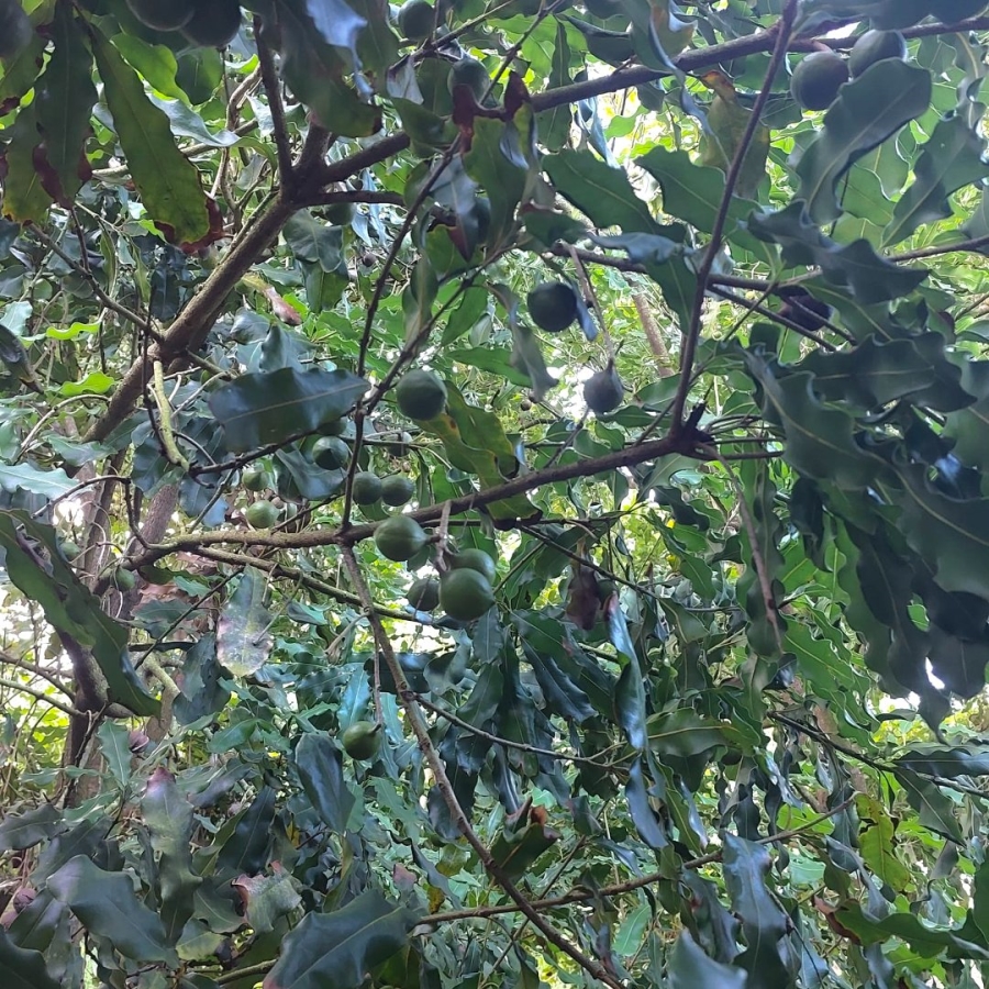 Commercial Property for Sale in Melville KwaZulu-Natal