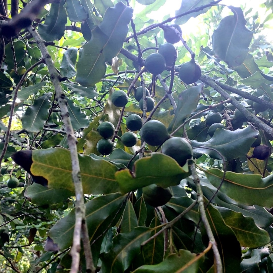 Commercial Property for Sale in Melville KwaZulu-Natal