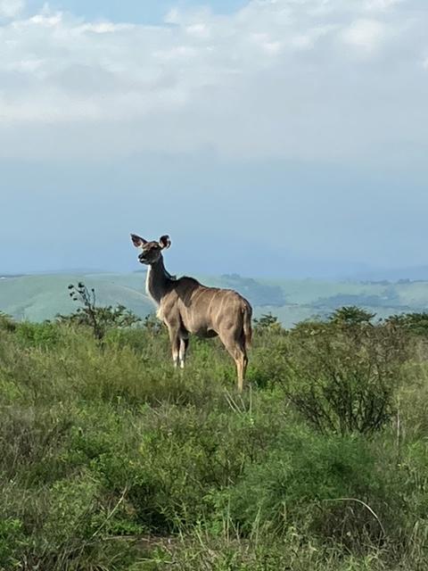 Commercial Property for Sale in Ixopo KwaZulu-Natal