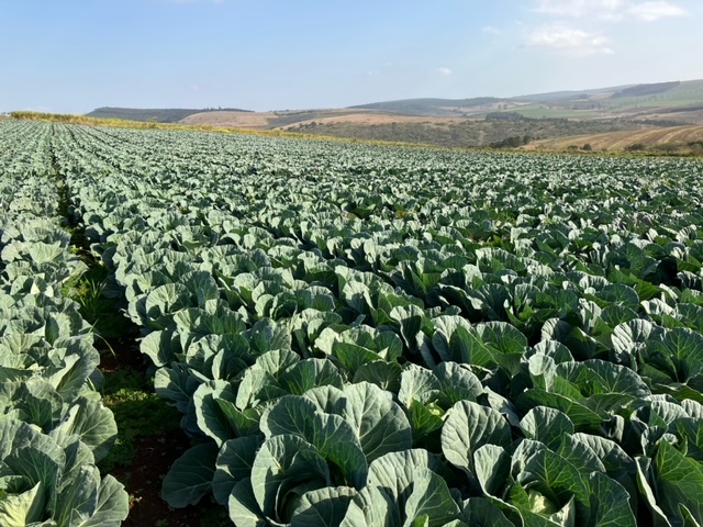 Commercial Property for Sale in Ixopo KwaZulu-Natal