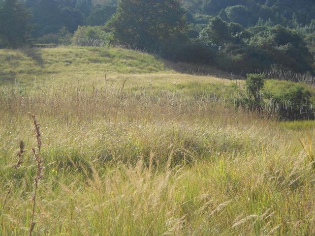 0 Bedroom Property for Sale in Balgowan KwaZulu-Natal