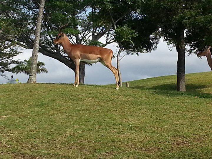 123 Bedroom Property for Sale in Bushy Vales KwaZulu-Natal