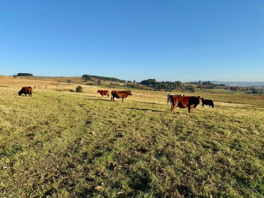 10 Bedroom Property for Sale in Lions River KwaZulu-Natal