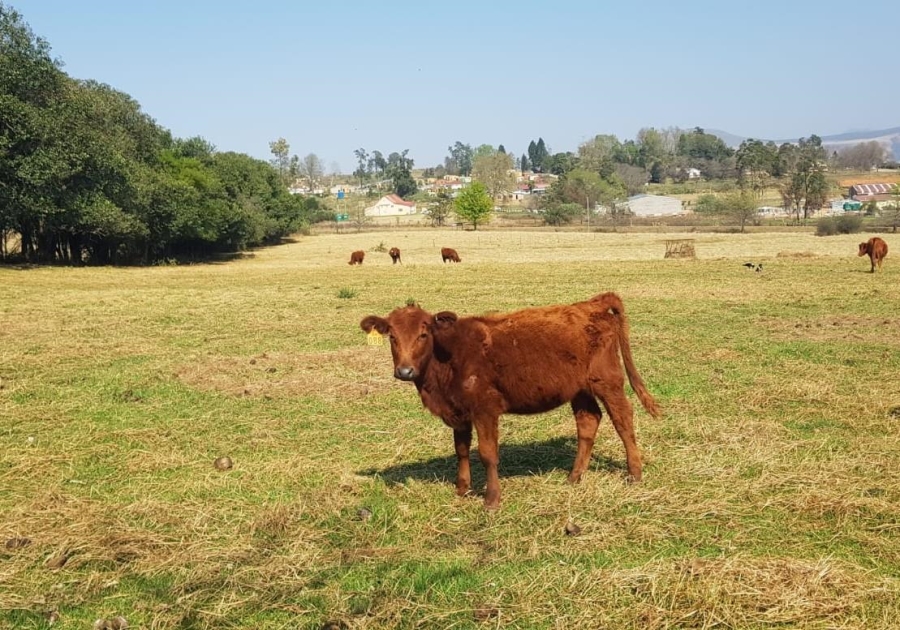 10 Bedroom Property for Sale in Donnybrook KwaZulu-Natal