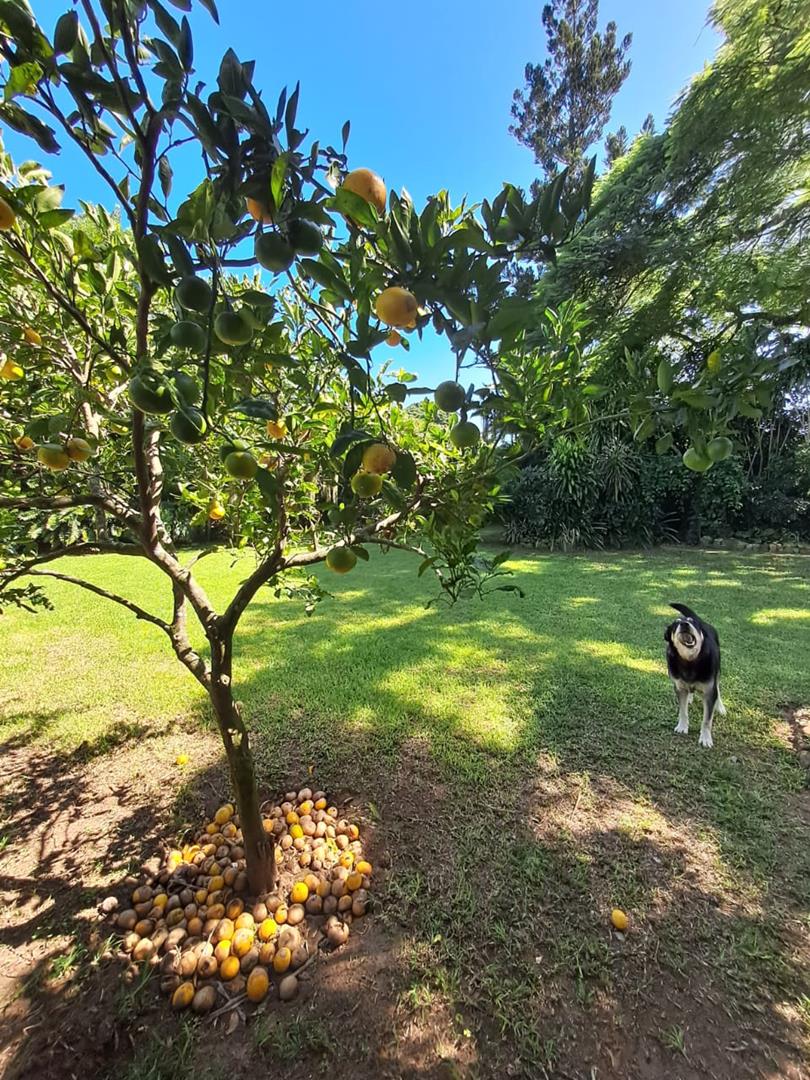 4 Bedroom Property for Sale in Kwambonambi KwaZulu-Natal