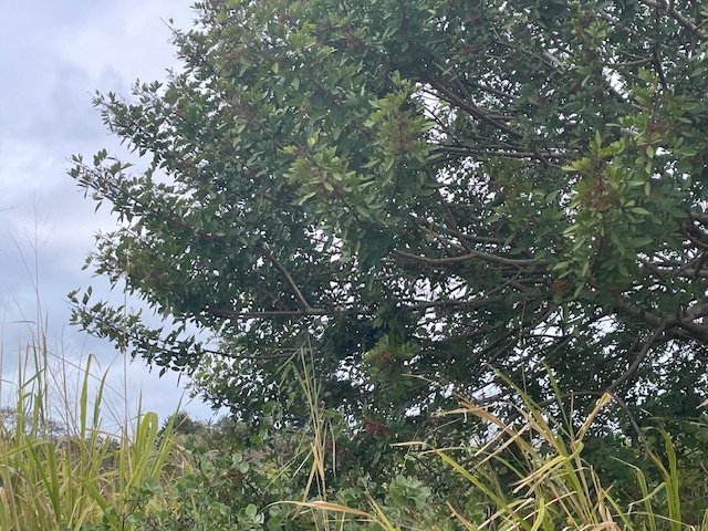 Commercial Property for Sale in Sea Park KwaZulu-Natal