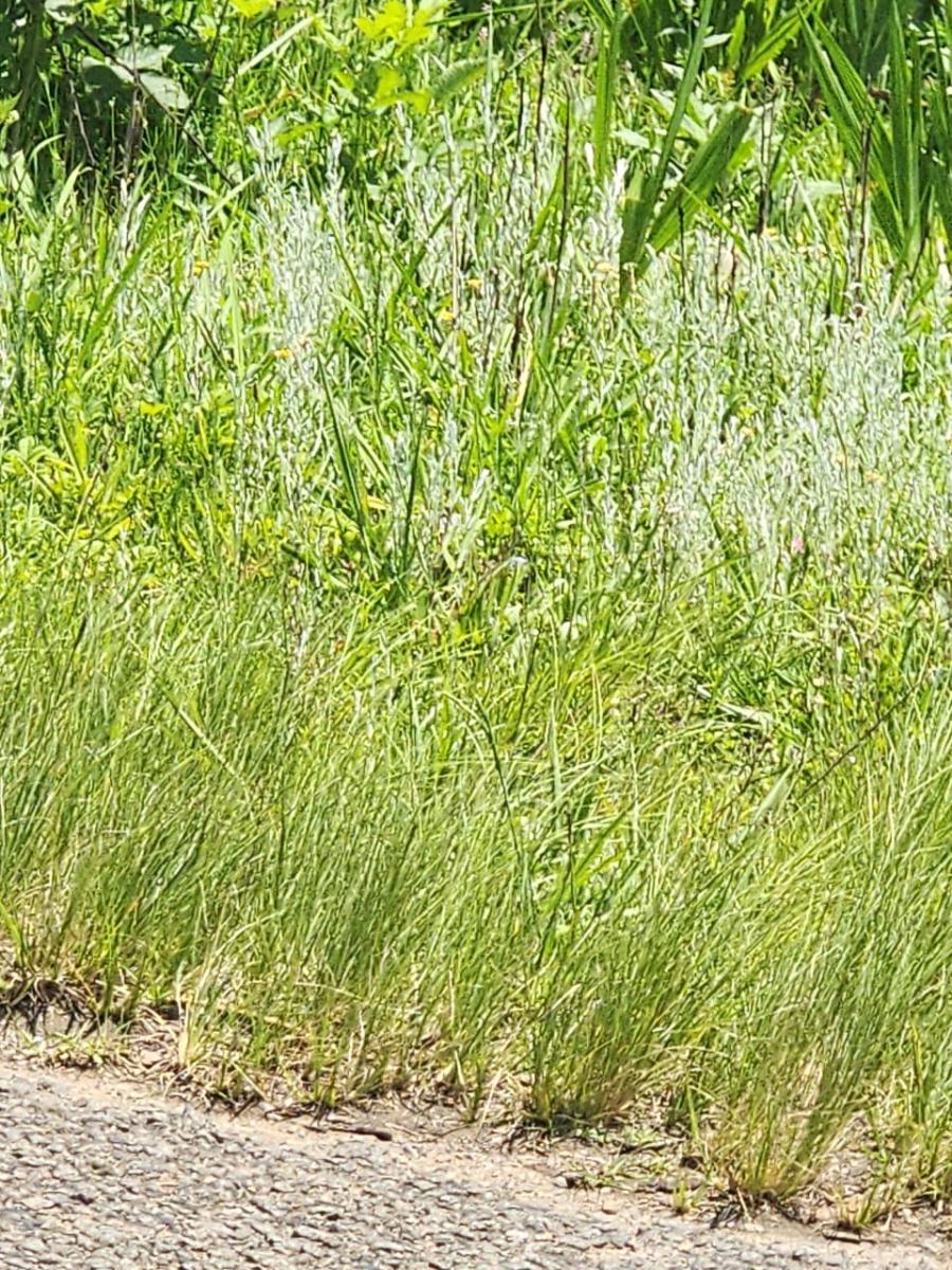 Commercial Property for Sale in Donnybrook KwaZulu-Natal