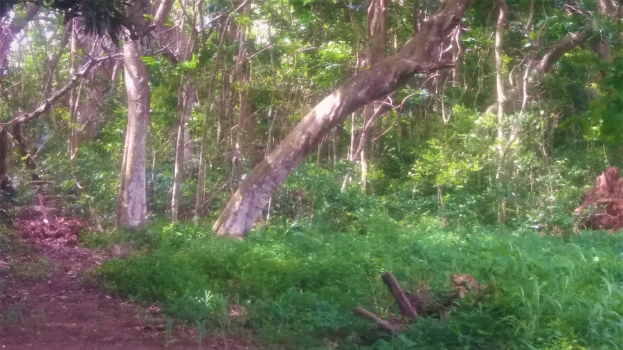 Commercial Property for Sale in Umtentweni KwaZulu-Natal