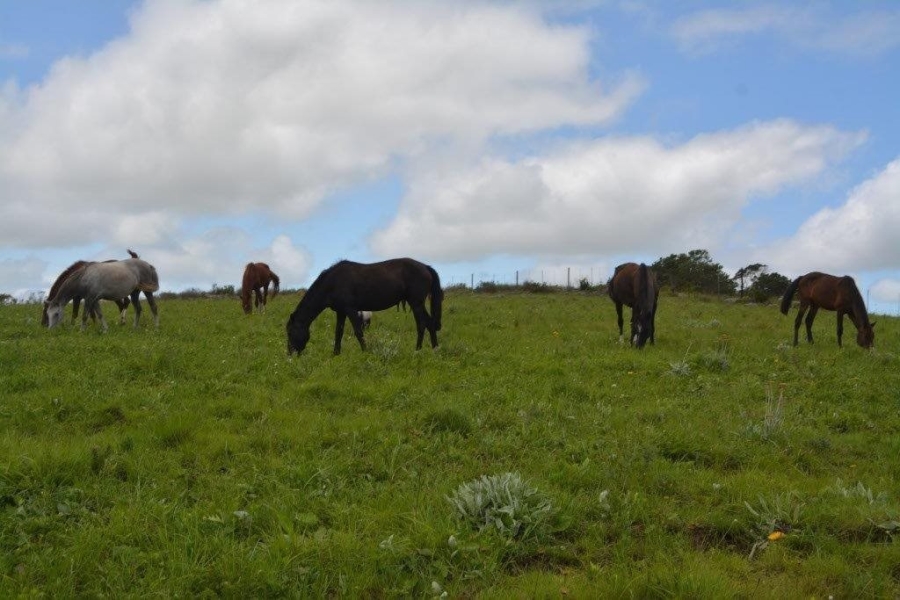 Commercial Property for Sale in Paddock KwaZulu-Natal