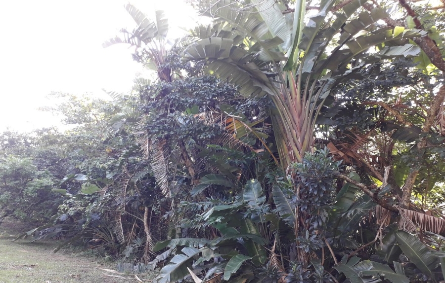  Bedroom Property for Sale in Southbroom KwaZulu-Natal