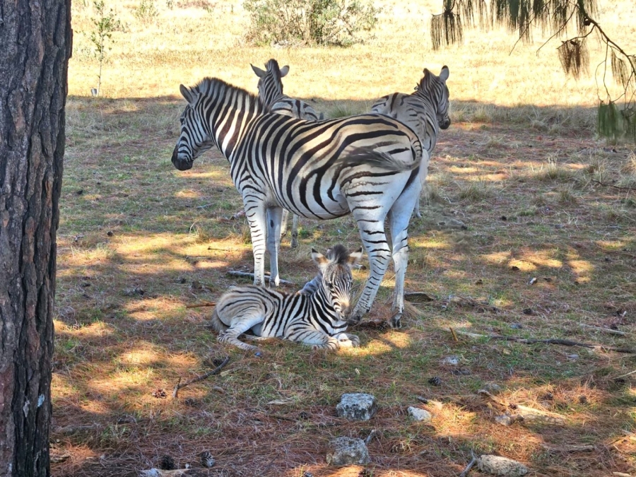 3 Bedroom Property for Sale in Winterton Rural KwaZulu-Natal