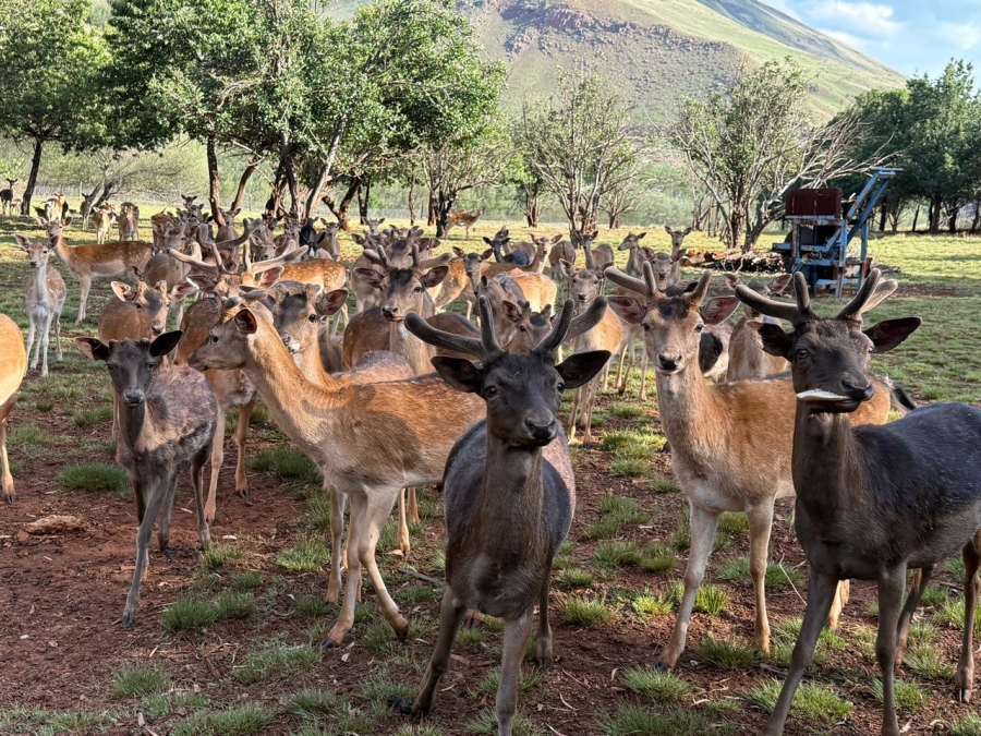 15 Bedroom Property for Sale in Newcastle Rural KwaZulu-Natal