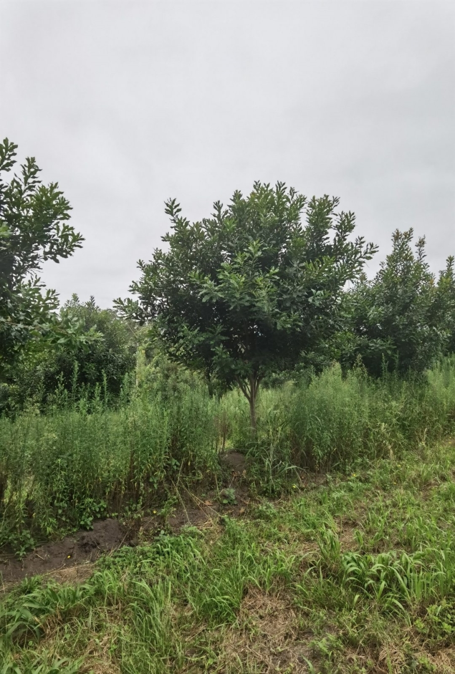 0 Bedroom Property for Sale in Paddock KwaZulu-Natal