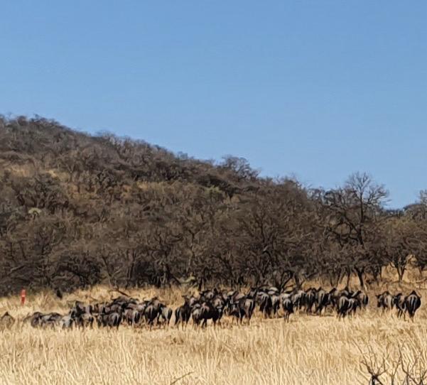 20 Bedroom Property for Sale in Estcourt Rural KwaZulu-Natal