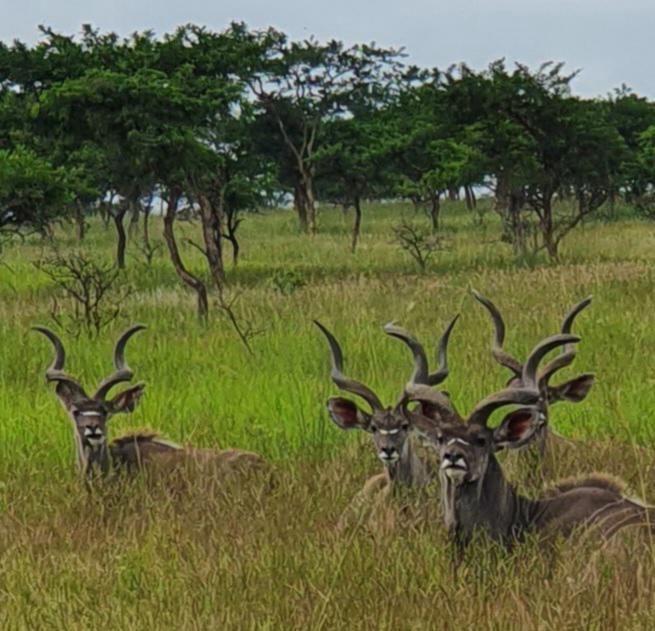 20 Bedroom Property for Sale in Estcourt Rural KwaZulu-Natal